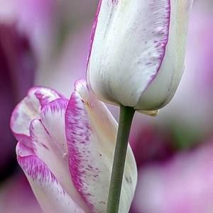 Meet your Posher, Dena